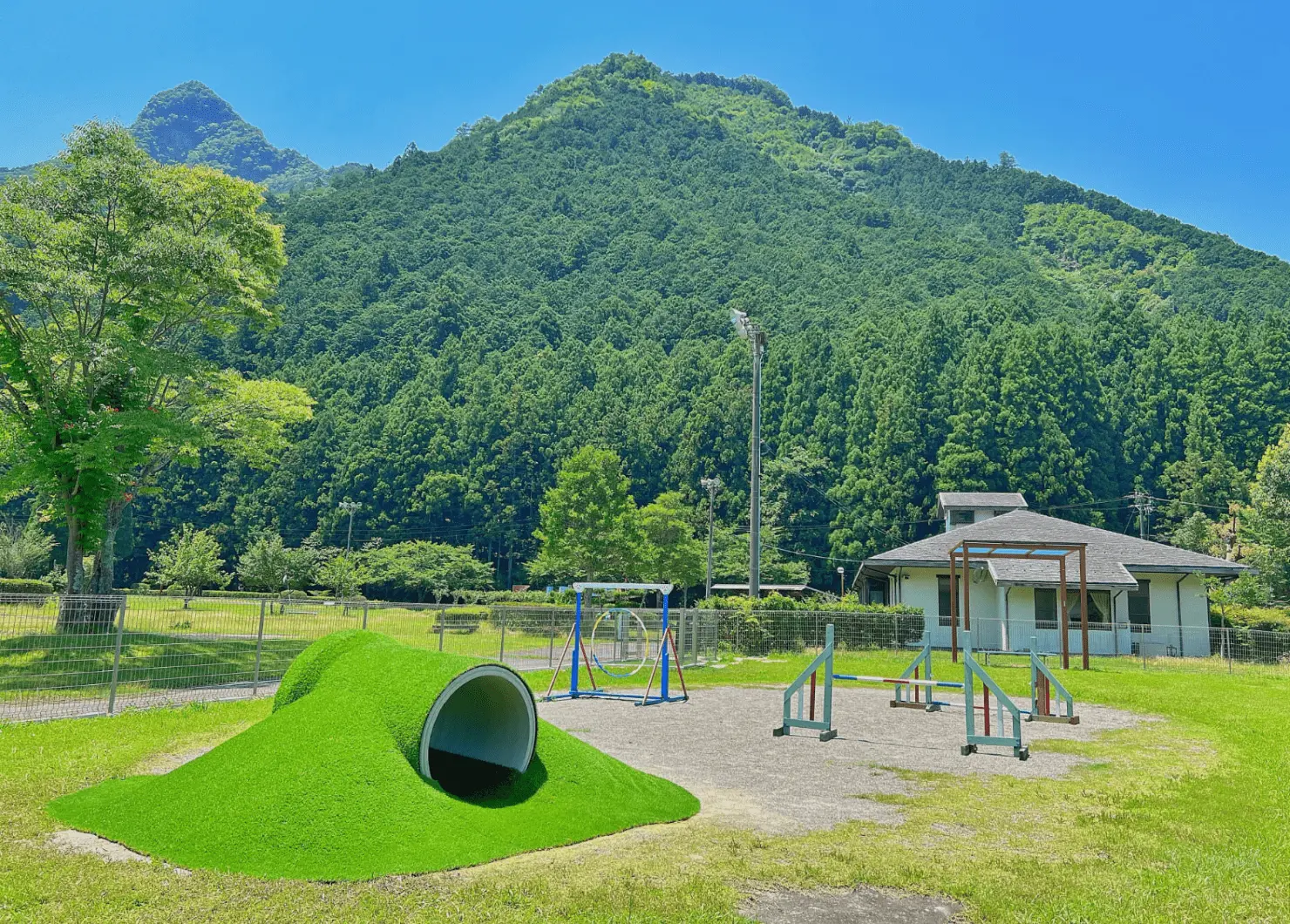 犬が走り回る様子